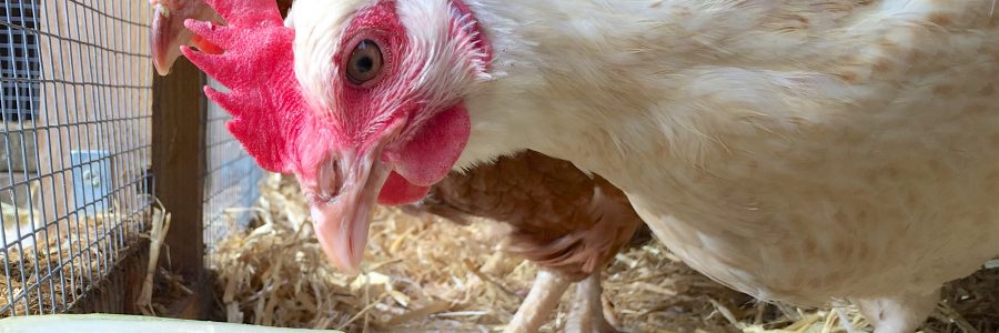Leighton Buzzard Chickens