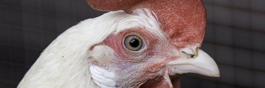 Henerys Targaryhen II